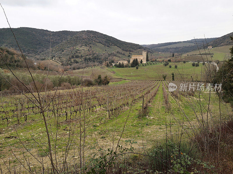 位于托斯卡纳Montalcino, Sant' Antimo修道院的葡萄园